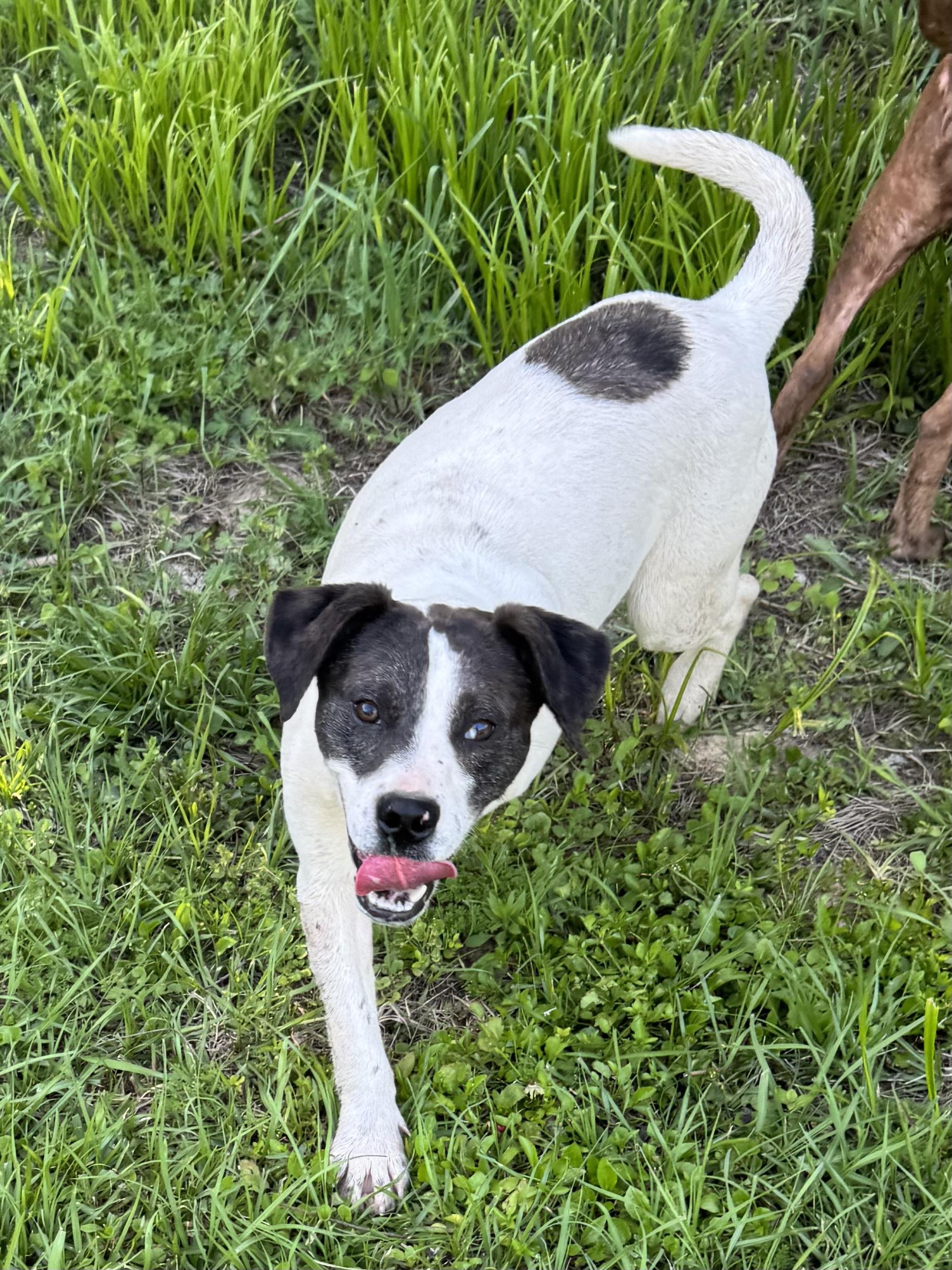 Zoran, a Adoptable mixed breed in Warwick, RI image 5/6