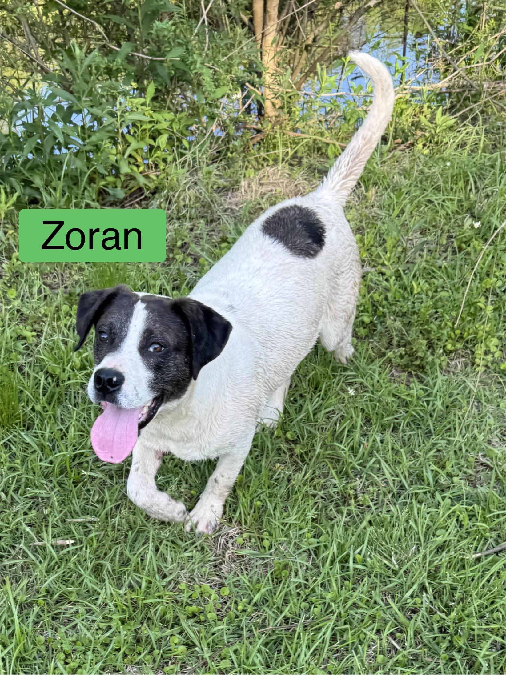 Zoran, Adoptable, Young Male Feist.