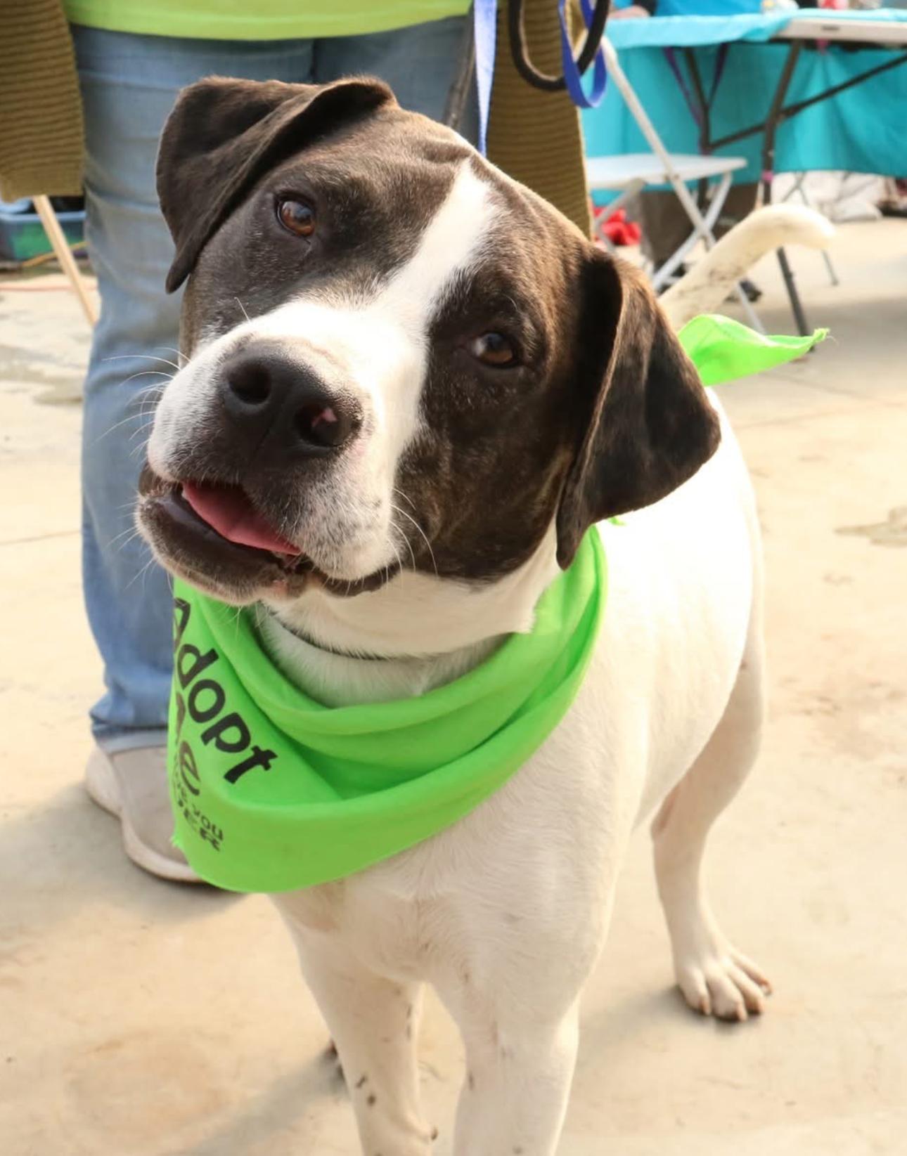 Zoran, Adoptable, Young Male Feist.