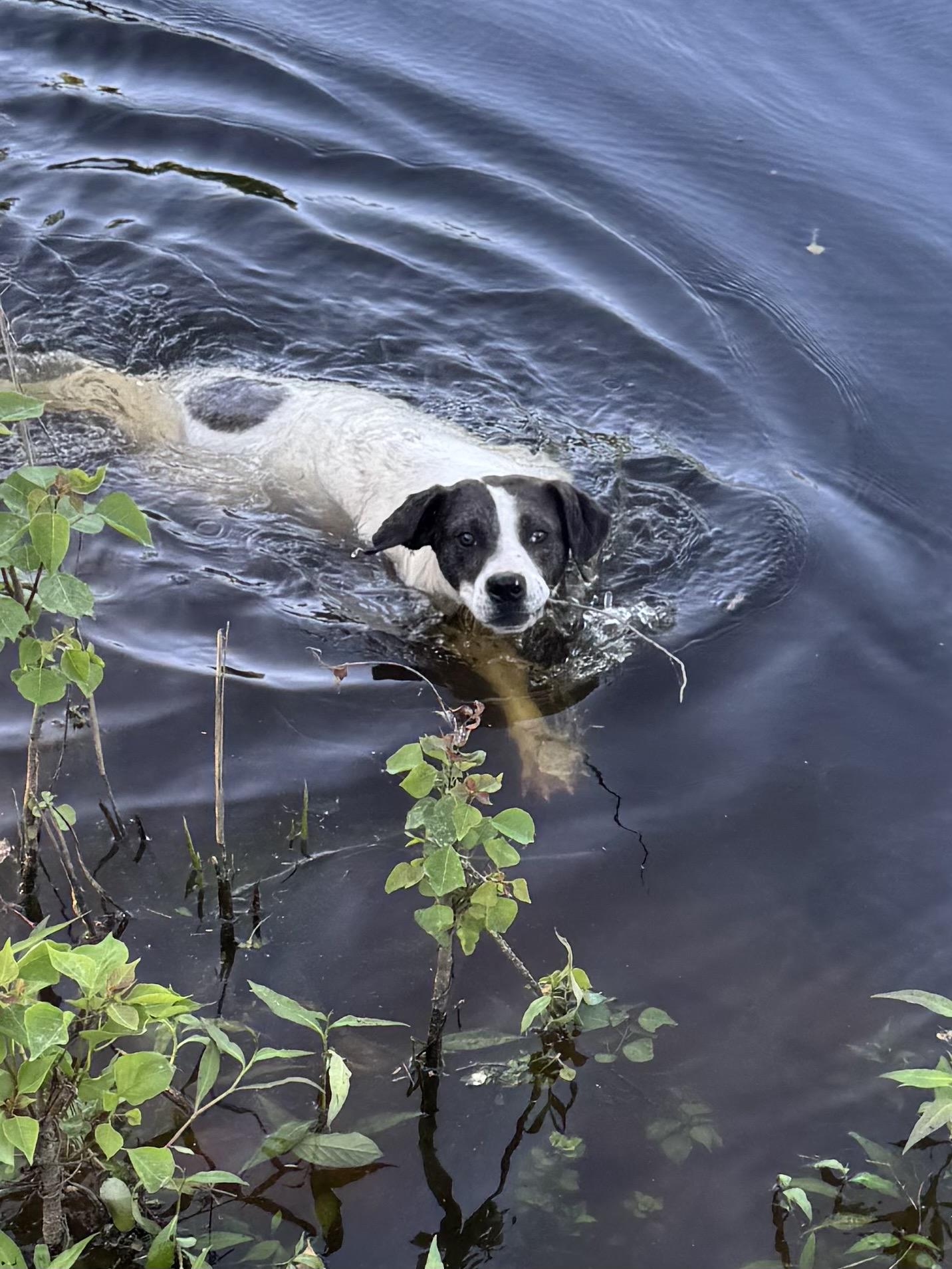 Zoran, a Adoptable mixed breed in Warwick, RI image 4/6
