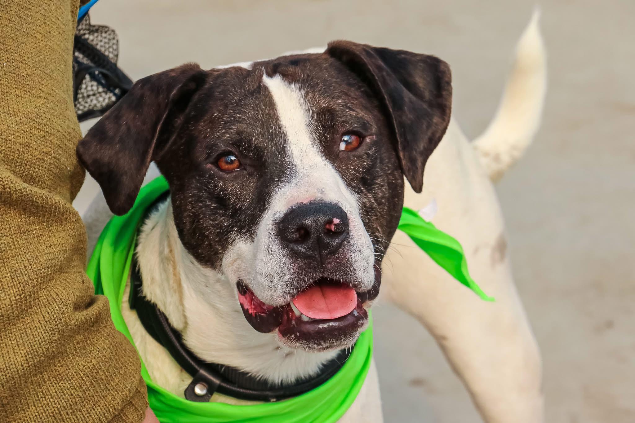 Zoran, a Adoptable mixed breed in Warwick, RI image 2/6
