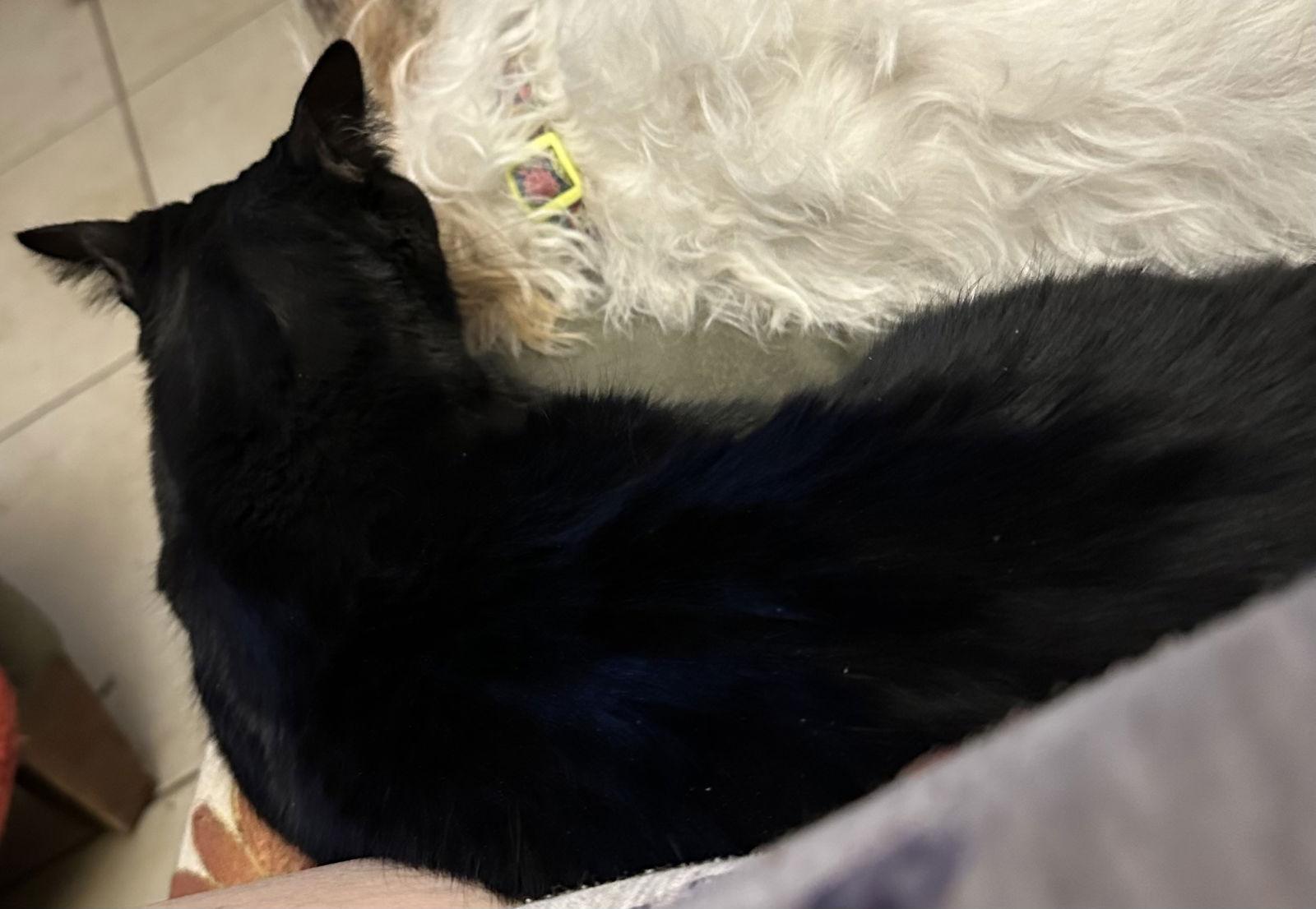 Jack, Adoptable, Adult Male Domestic Short Hair.