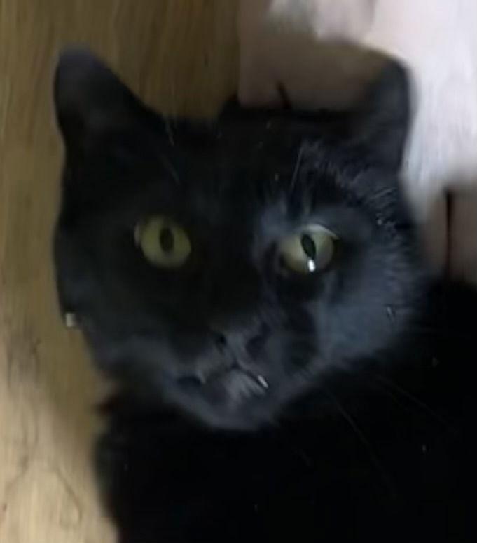 Jack, a Adoptable Domestic Short Hair in O'Fallon, MO image 3/3