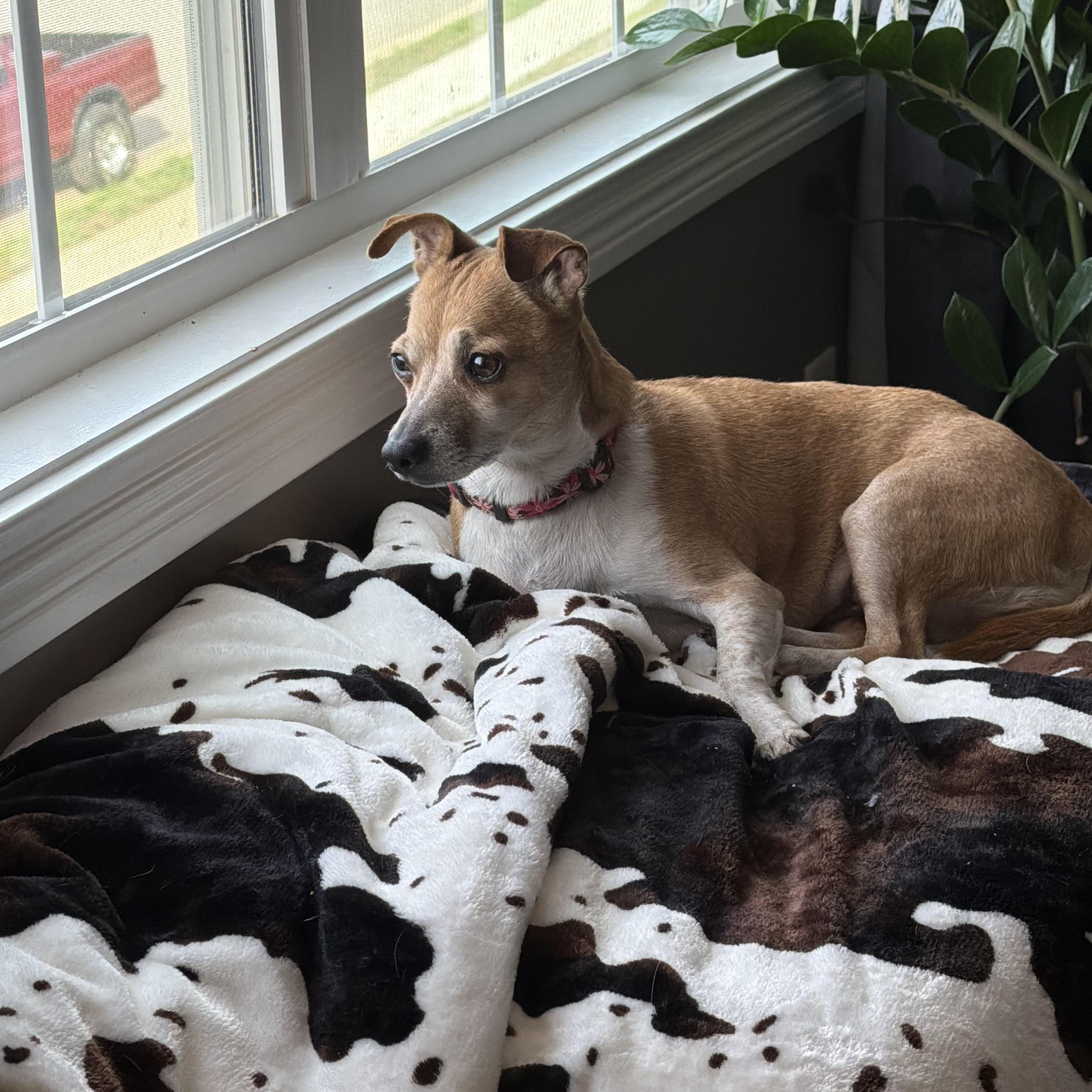 Enlarge Maggie, a ADOPTABLE mixed breed in Clarksville, TN image 3/6