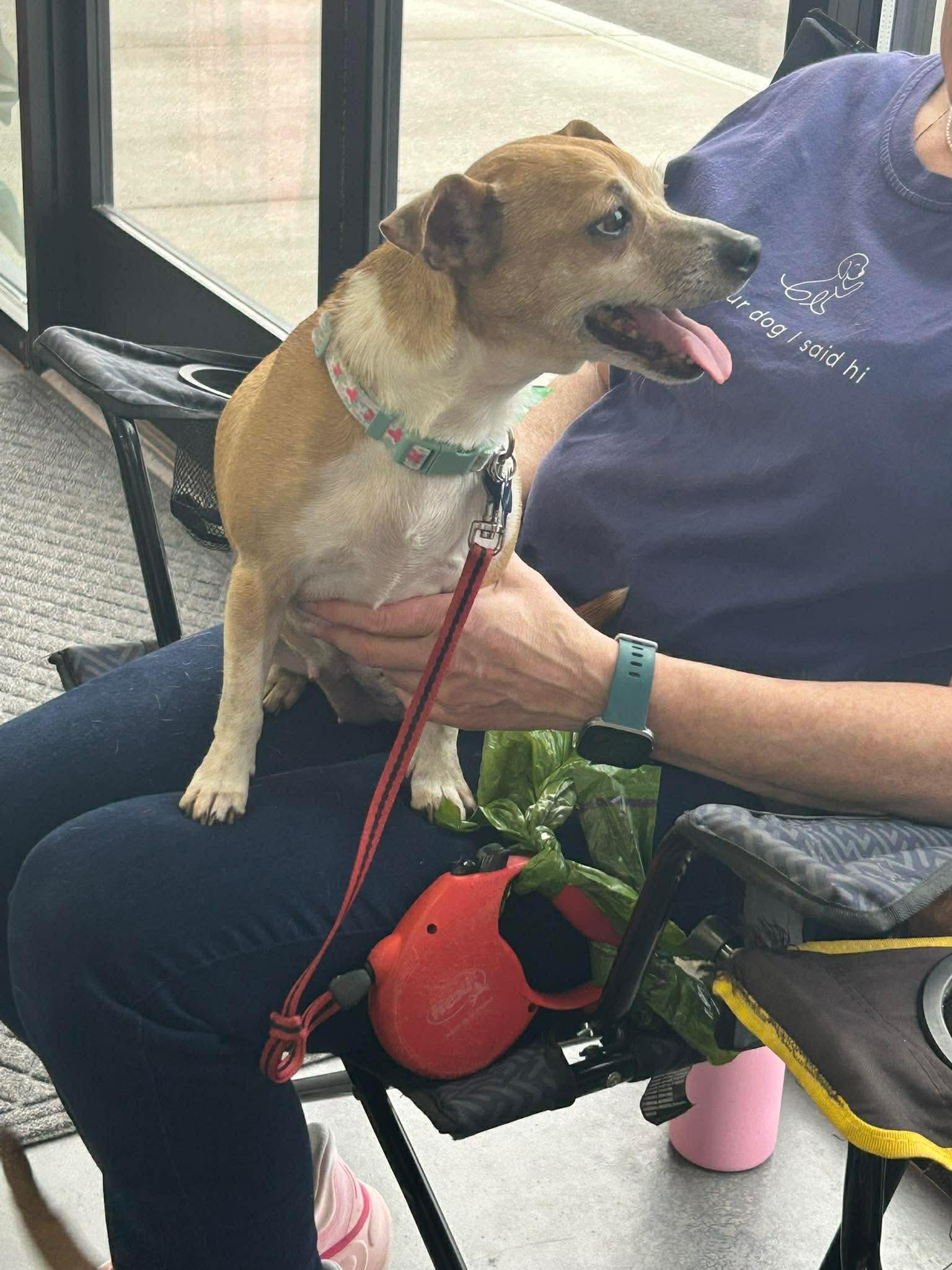 Enlarge Maggie, a ADOPTABLE mixed breed in Clarksville, TN image 2/6