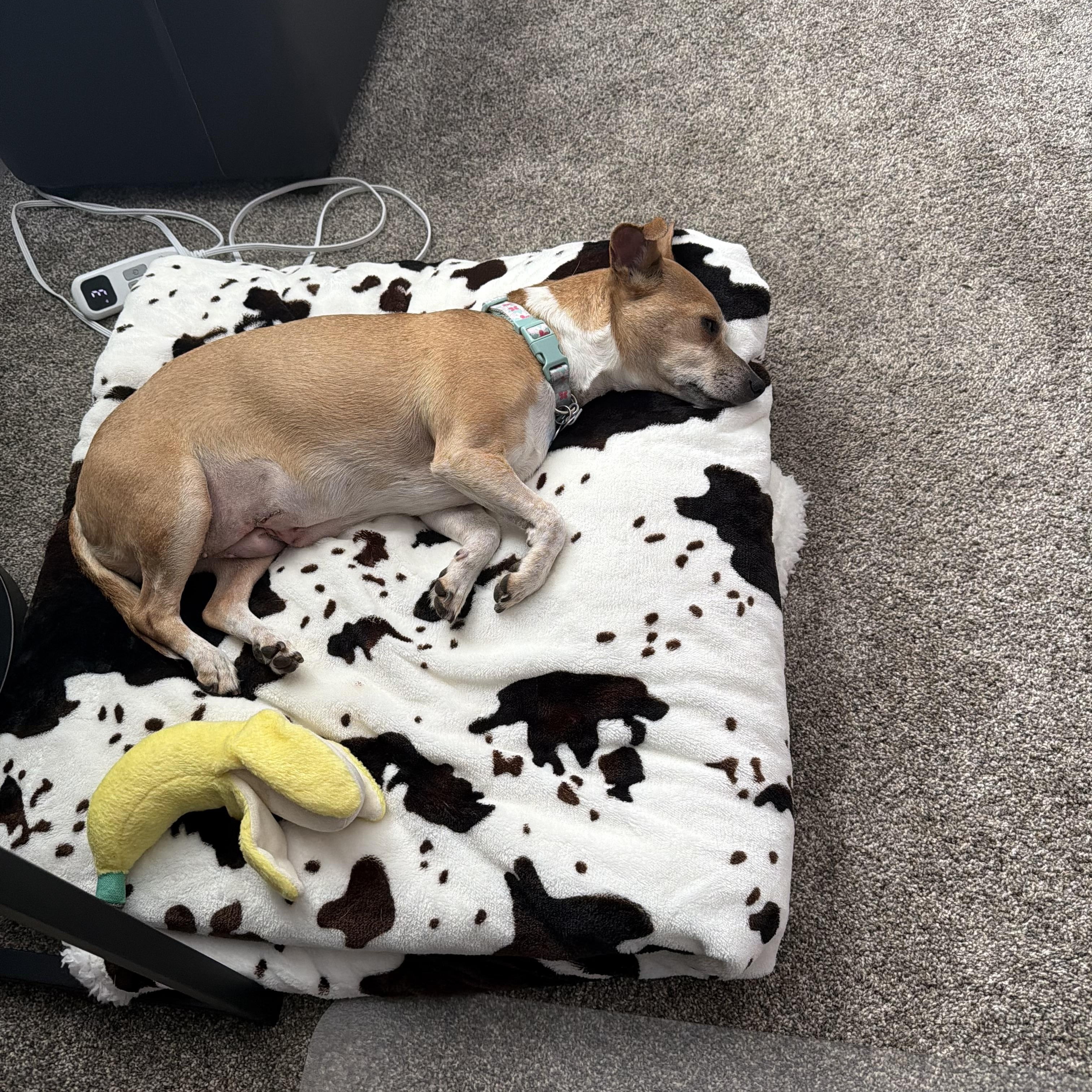 Enlarge Maggie, a ADOPTABLE mixed breed in Clarksville, TN image 5/6