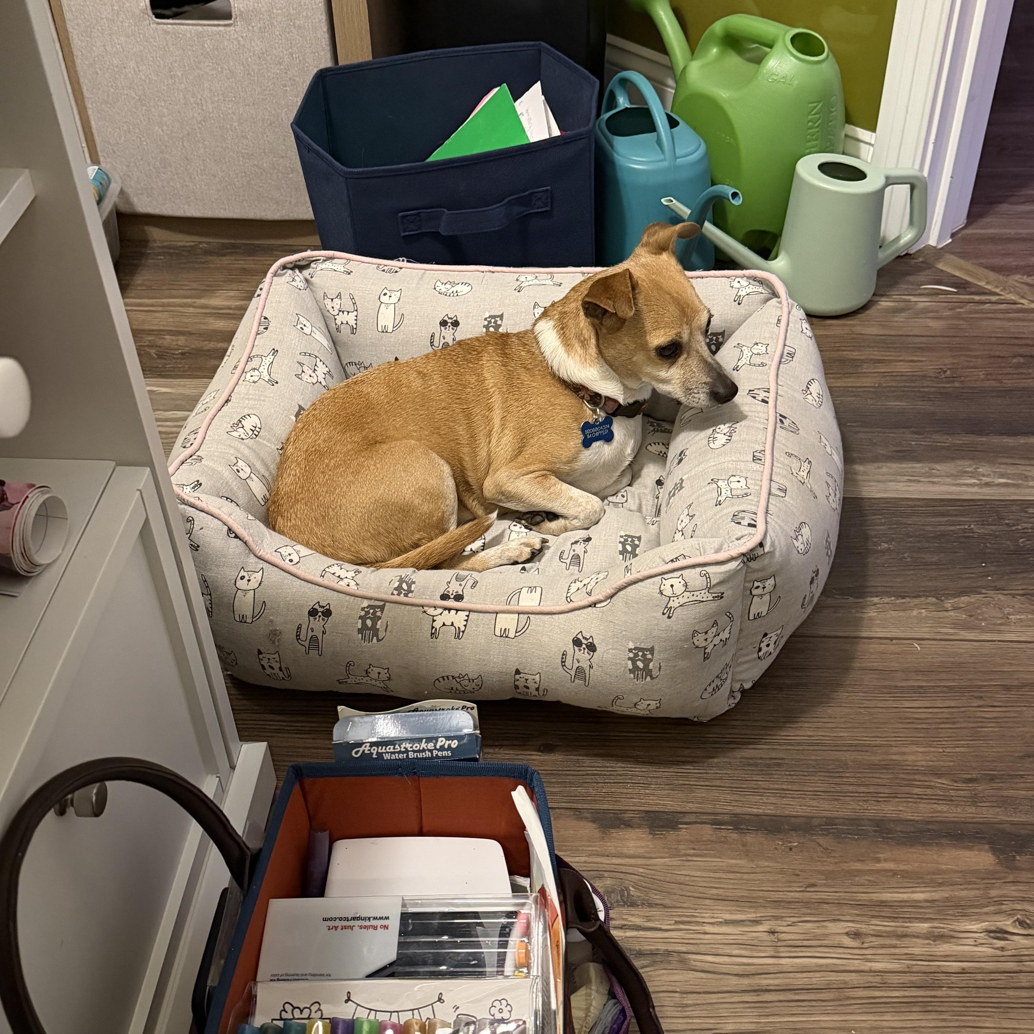 Enlarge Maggie, a ADOPTABLE mixed breed in Clarksville, TN image 6/6