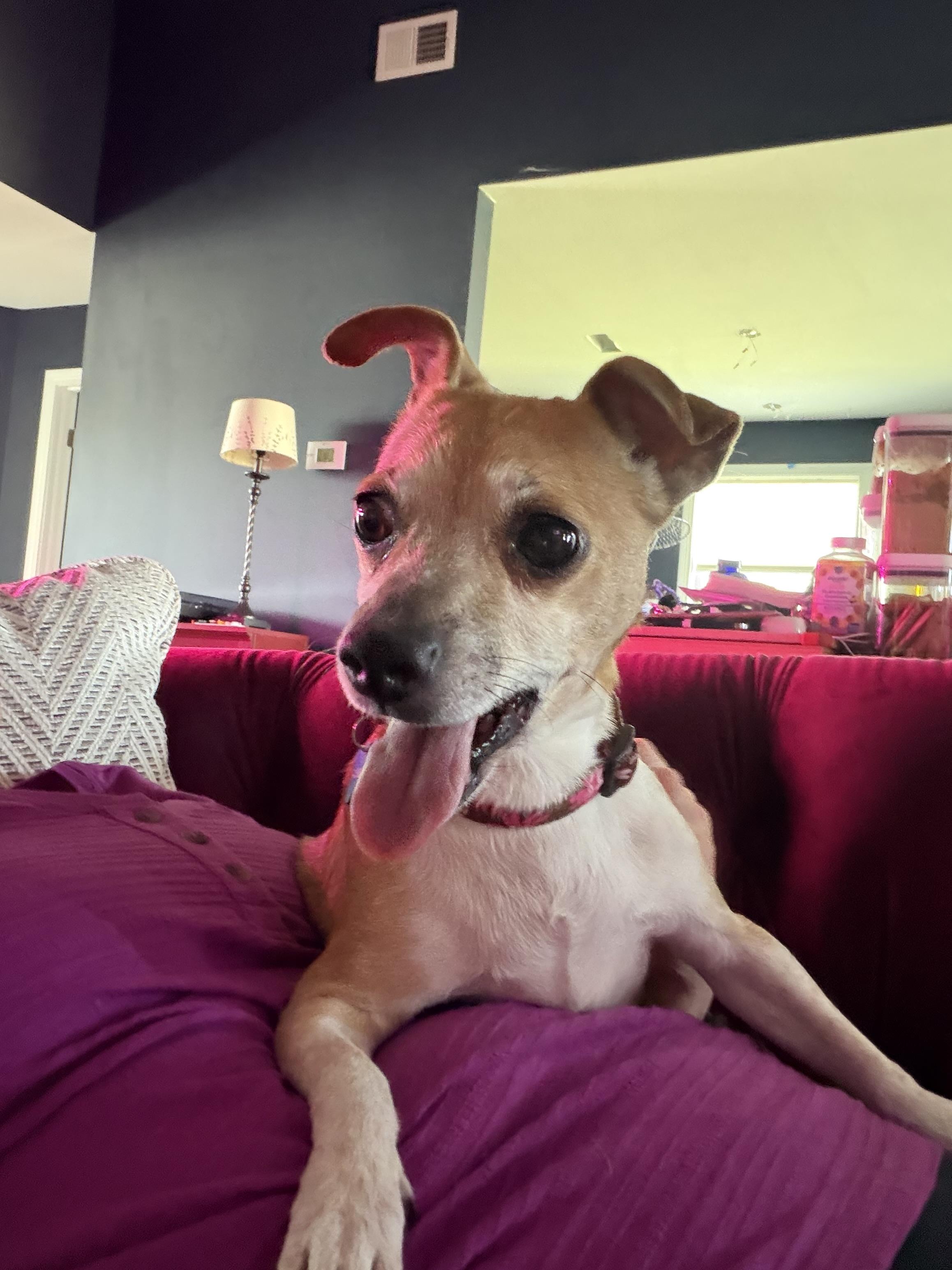 Maggie, ADOPTABLE, Senior Female Chihuahua.