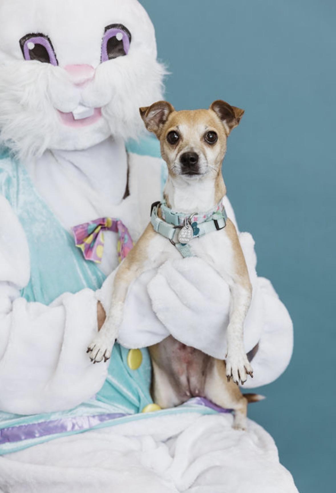 Enlarge Maggie, a ADOPTABLE mixed breed in Clarksville, TN image 4/6