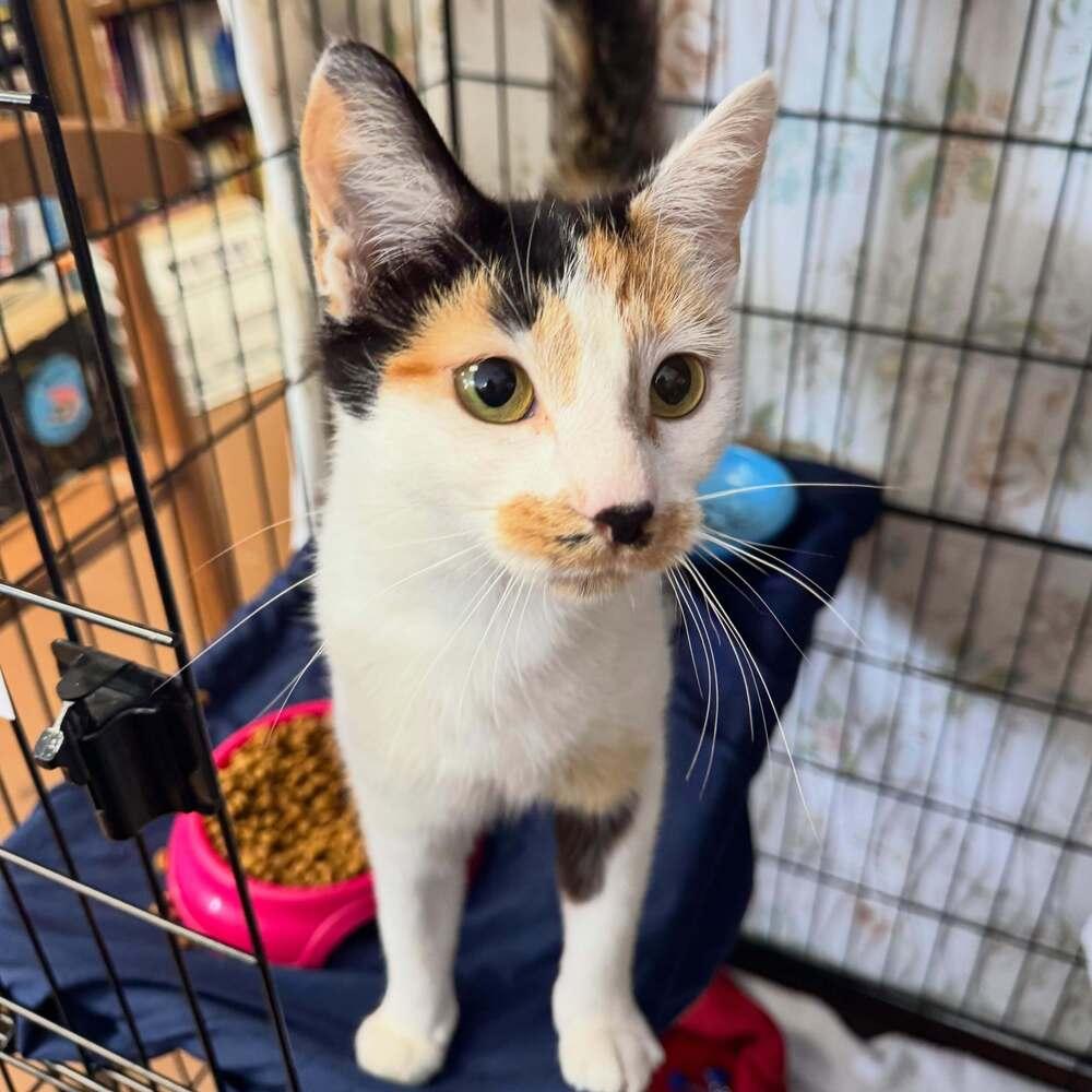 Flower Power, Adoptable, Young Female Domestic Short Hair.
