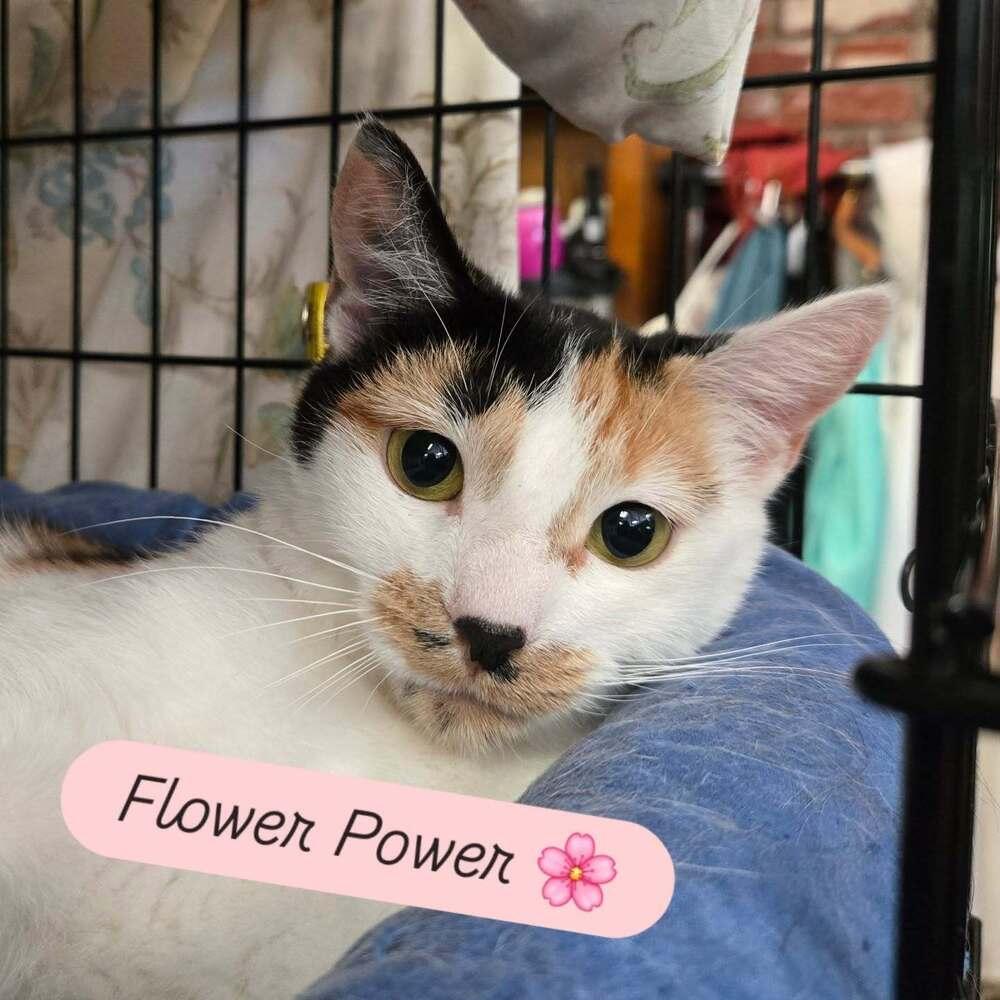 Enlarge Flower Power, a Adoptable Domestic Short Hair in Candler, NC image 2/3
