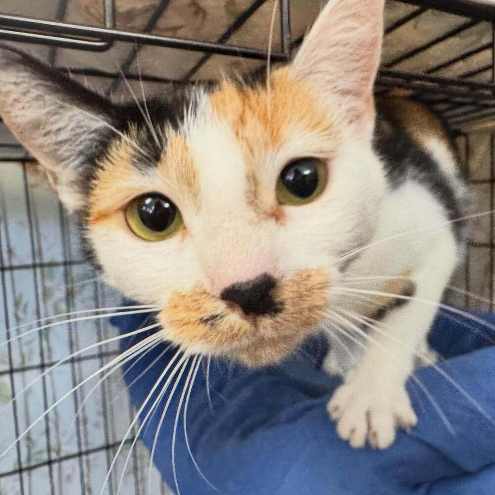 Enlarge Flower Power, a Adoptable Domestic Short Hair in Candler, NC image 3/3