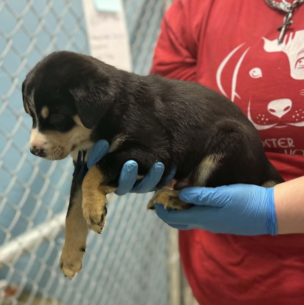 Enlarge Charlie Brown, a Adoptable mixed breed in Glastonbury, CT image 2/2