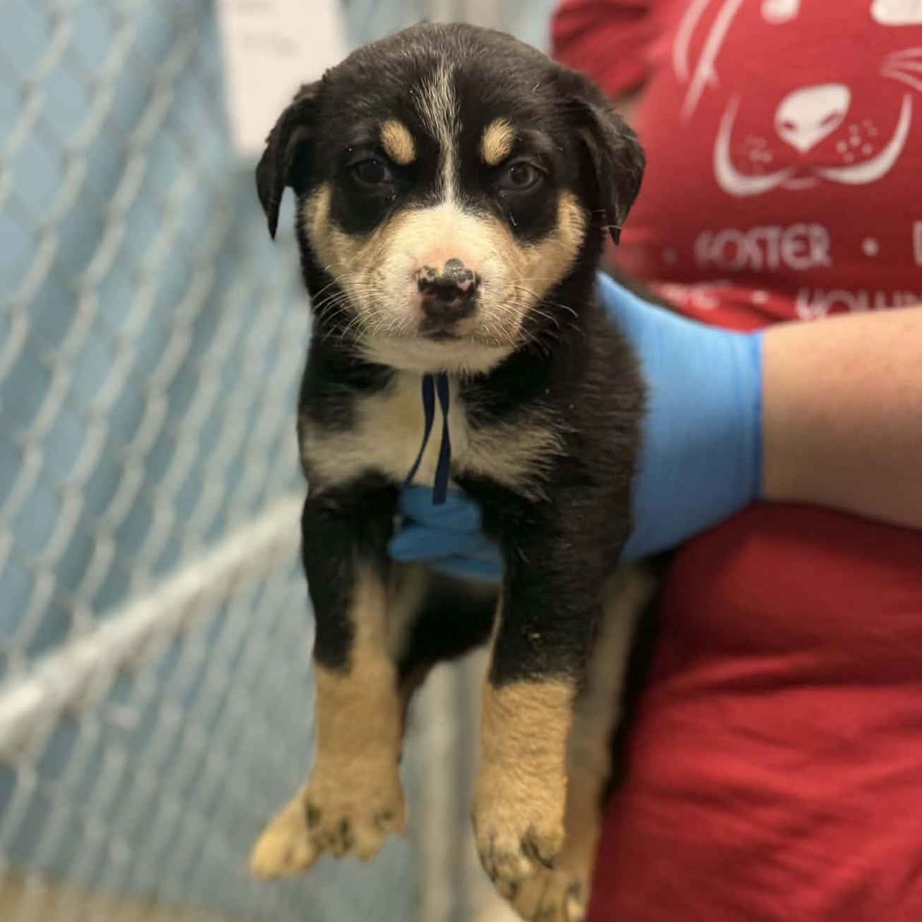 Charlie Brown, Adoptable, Puppy Male Shepherd & Corgi.