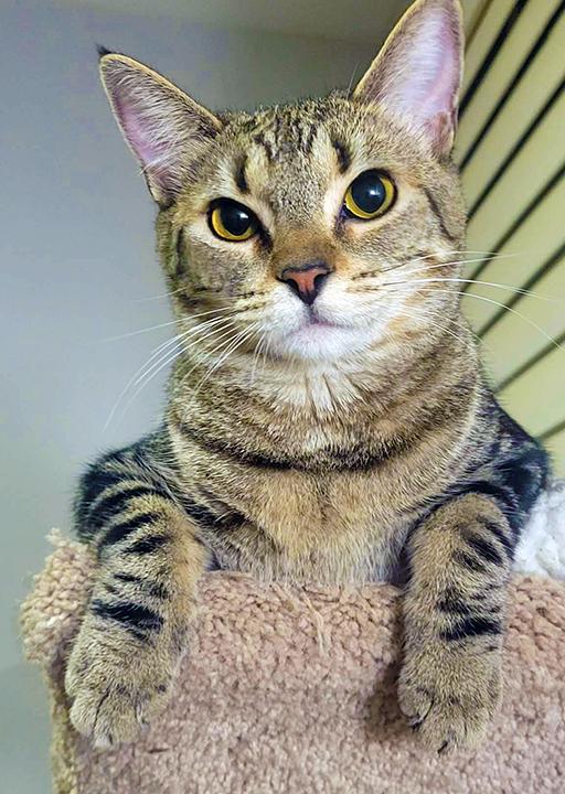 Daytona, Adoptable, Adult Female Domestic Short Hair.