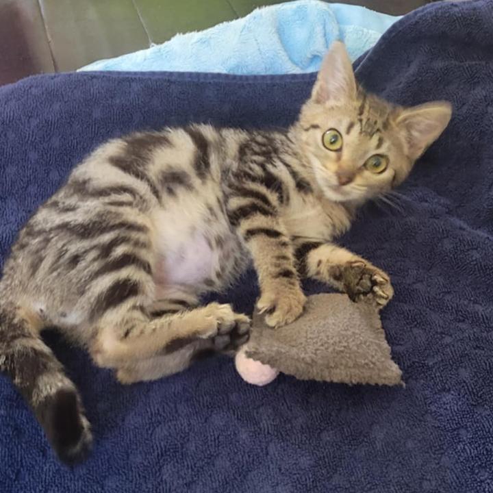 Daytona, a Adoptable Domestic Short Hair in San Marcos, CA image 6/6