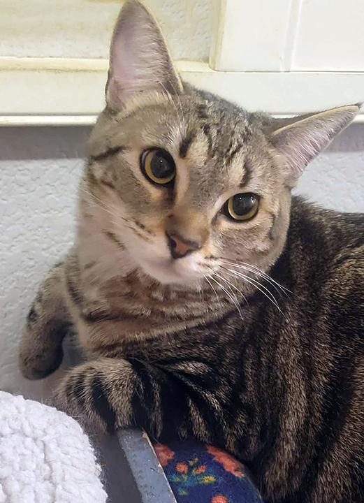 Enlarge Daytona, a Adoptable Domestic Short Hair in San Marcos, CA image 2/6