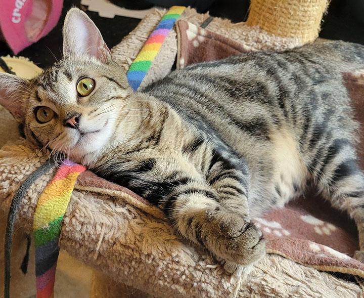 Daytona, a Adoptable Domestic Short Hair in San Marcos, CA image 2/6