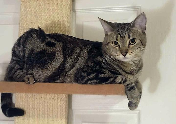 Enlarge Daytona, a Adoptable Domestic Short Hair in San Marcos, CA image 3/6