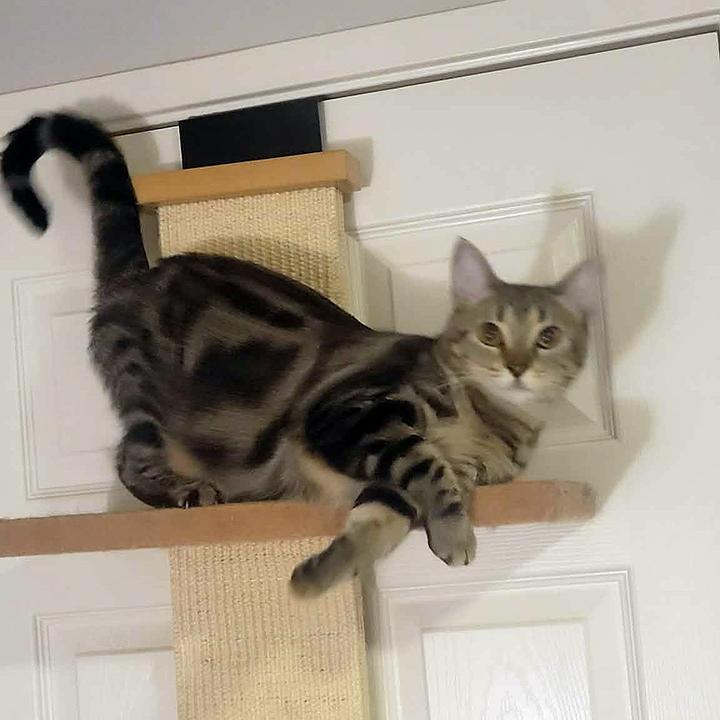 Enlarge Daytona, a Adoptable Domestic Short Hair in San Marcos, CA image 4/6