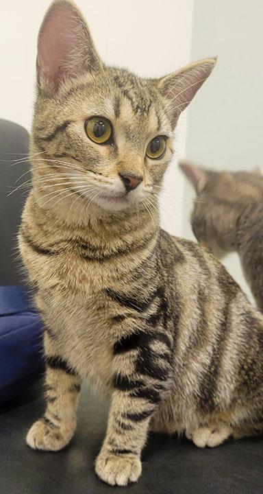 Daytona, a Adoptable Domestic Short Hair in San Marcos, CA image 3/6