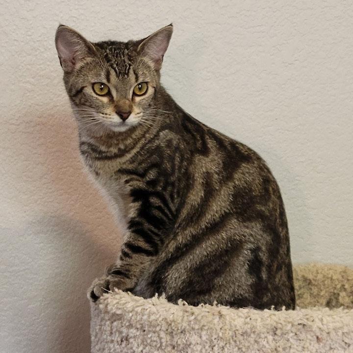 Daytona, a Adoptable Domestic Short Hair in San Marcos, CA image 4/6