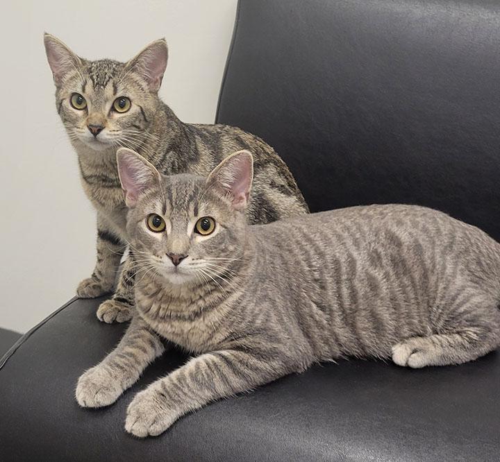 Daytona, a Adoptable Domestic Short Hair in San Marcos, CA image 5/6