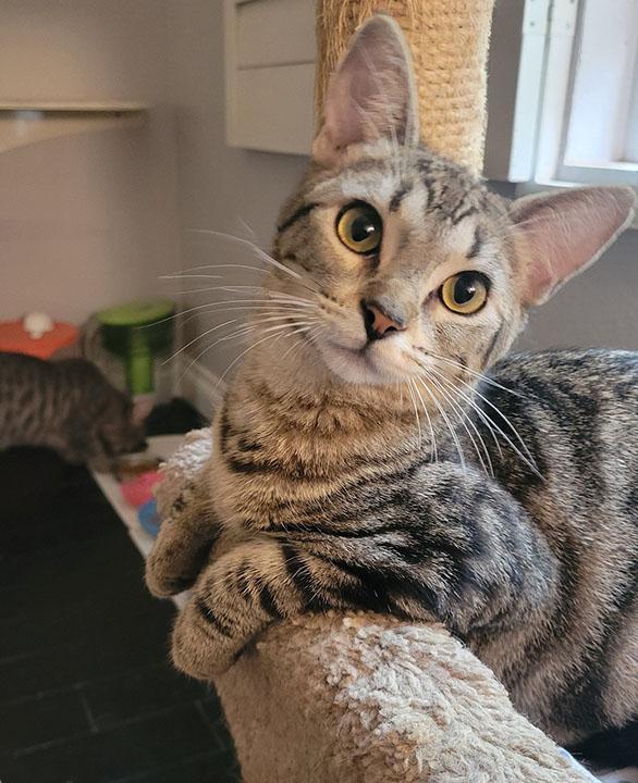 Daytona, Adoptable, Young Female Domestic Short Hair.