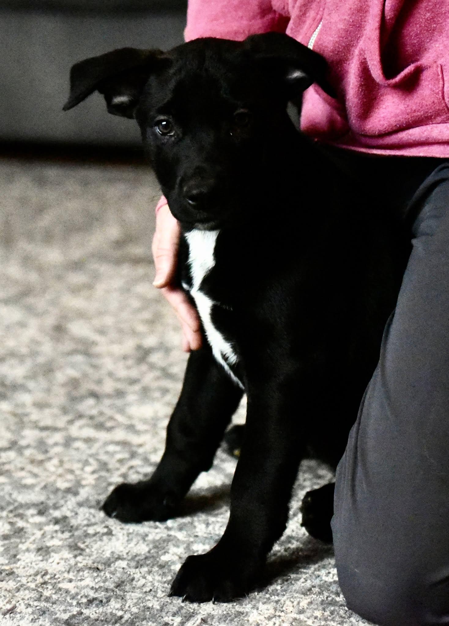 Enlarge Damon, a Adoptable mixed breed in Mechanicsburg, PA image 1/3