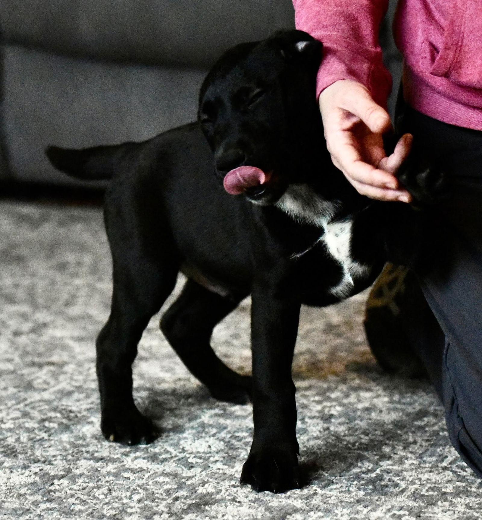 Enlarge Damon, a Adoptable mixed breed in Mechanicsburg, PA image 2/3