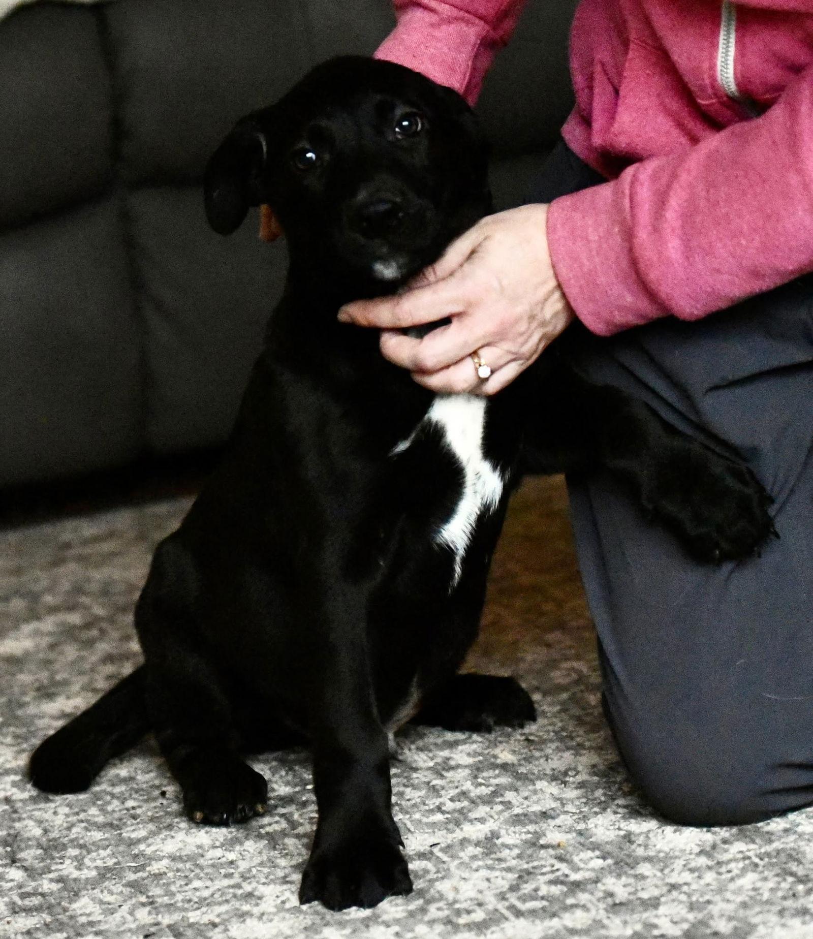 Enlarge Damon, a Adoptable mixed breed in Mechanicsburg, PA image 3/3