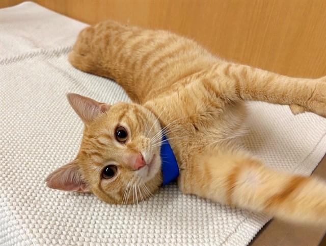 RINGO, Adoptable, Young Male Domestic Short Hair.