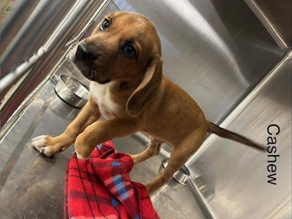 Enlarge Cashew, a Adoptable mixed breed in Knoxville, TN image 1/1