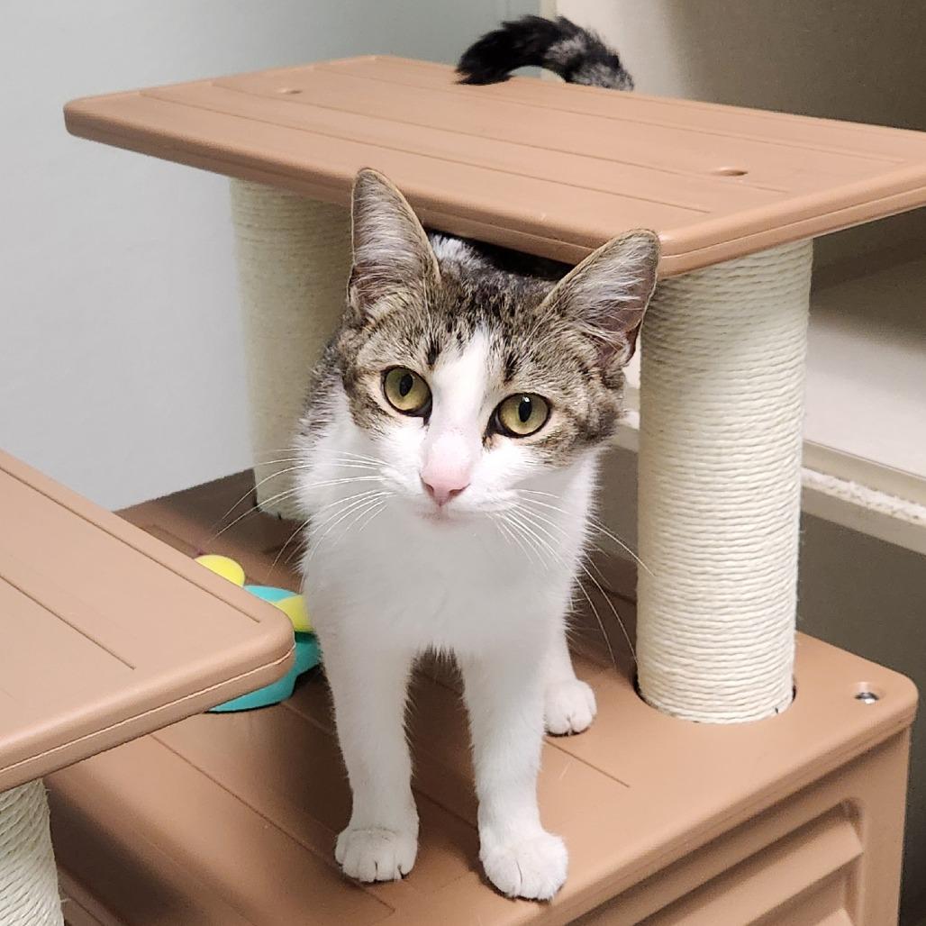 Barracuda, Adoptable, Adult Female Domestic Short Hair.