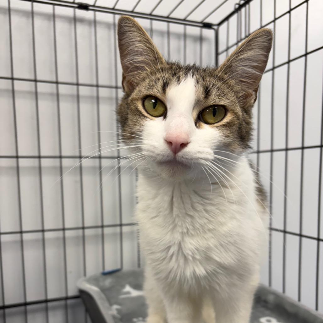 Barracuda, a Adoptable Domestic Short Hair in Watertown, NY image 2/4