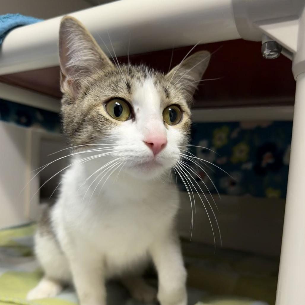 Barracuda, a Adoptable Domestic Short Hair in Watertown, NY image 3/4
