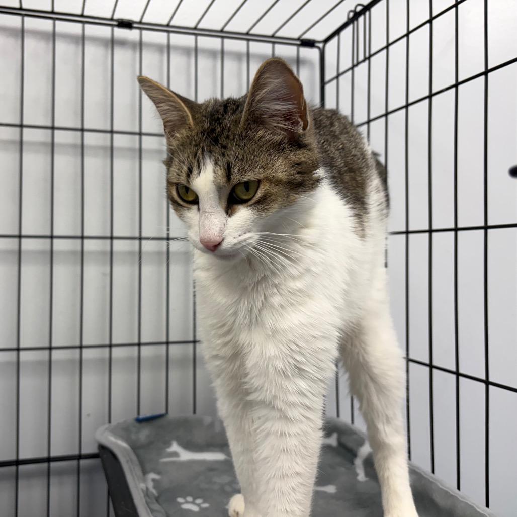 Barracuda, a Adoptable Domestic Short Hair in Watertown, NY image 4/4