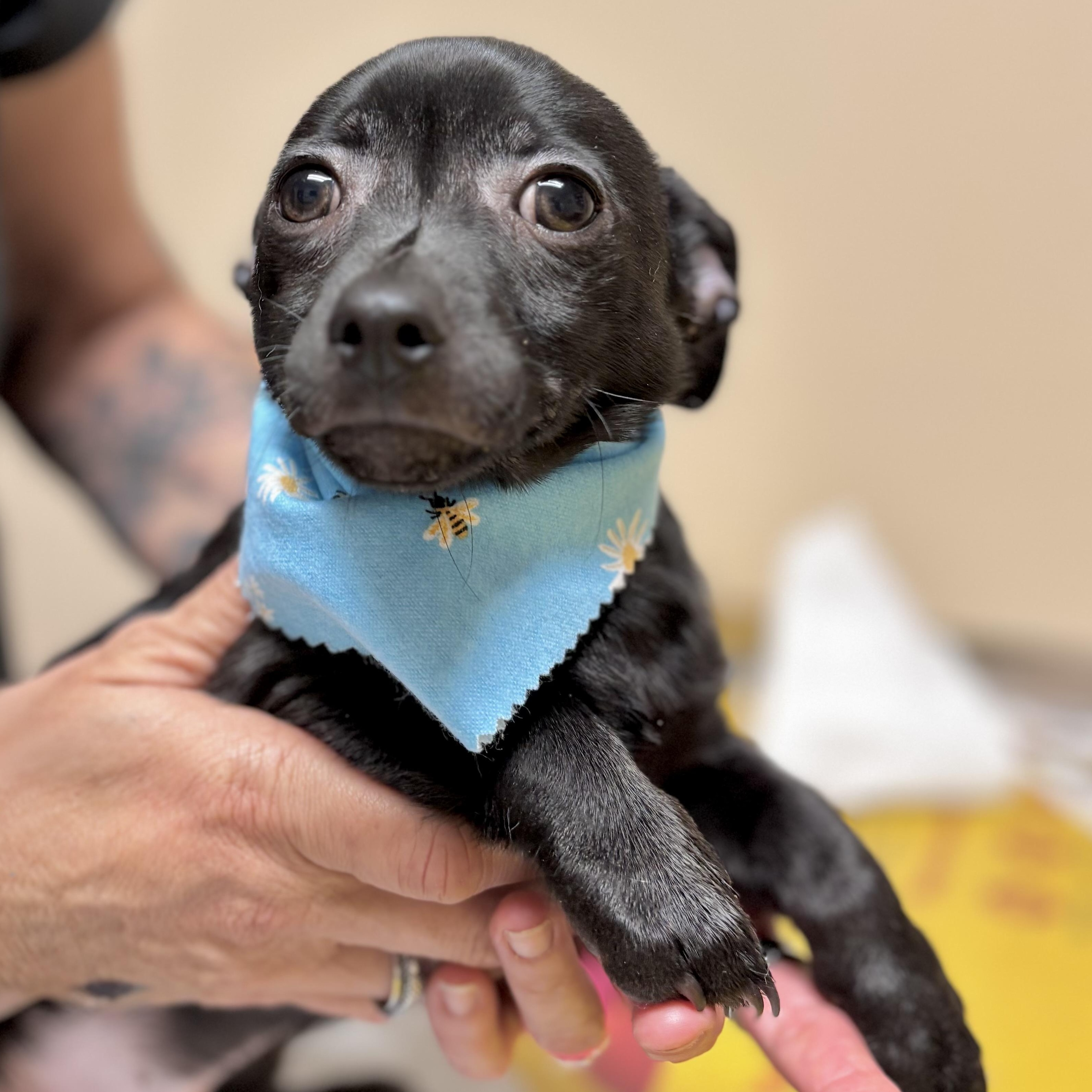 Gizmo, Adoptable, Puppy Male Chihuahua & Border Terrier.