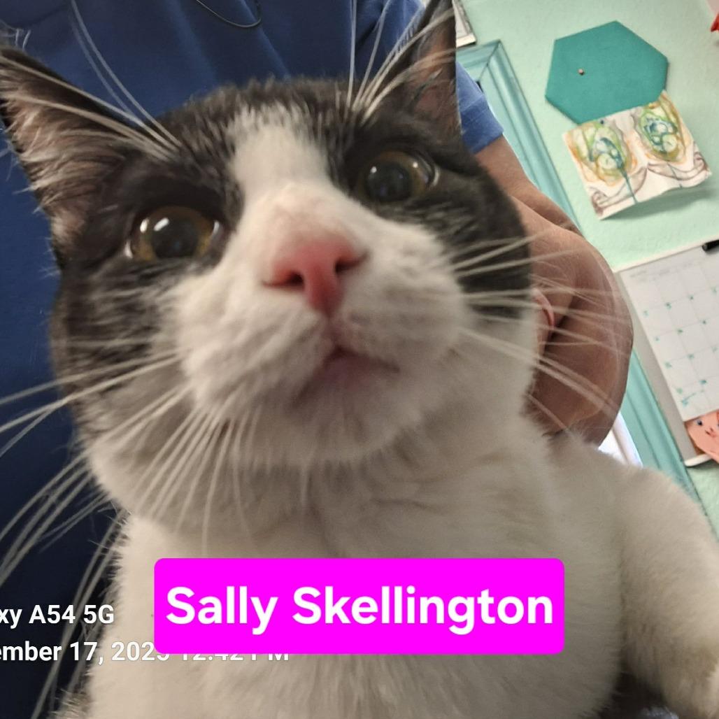 Enlarge Sally Skellington, a Adoptable Domestic Short Hair in Madill, OK image 1/1