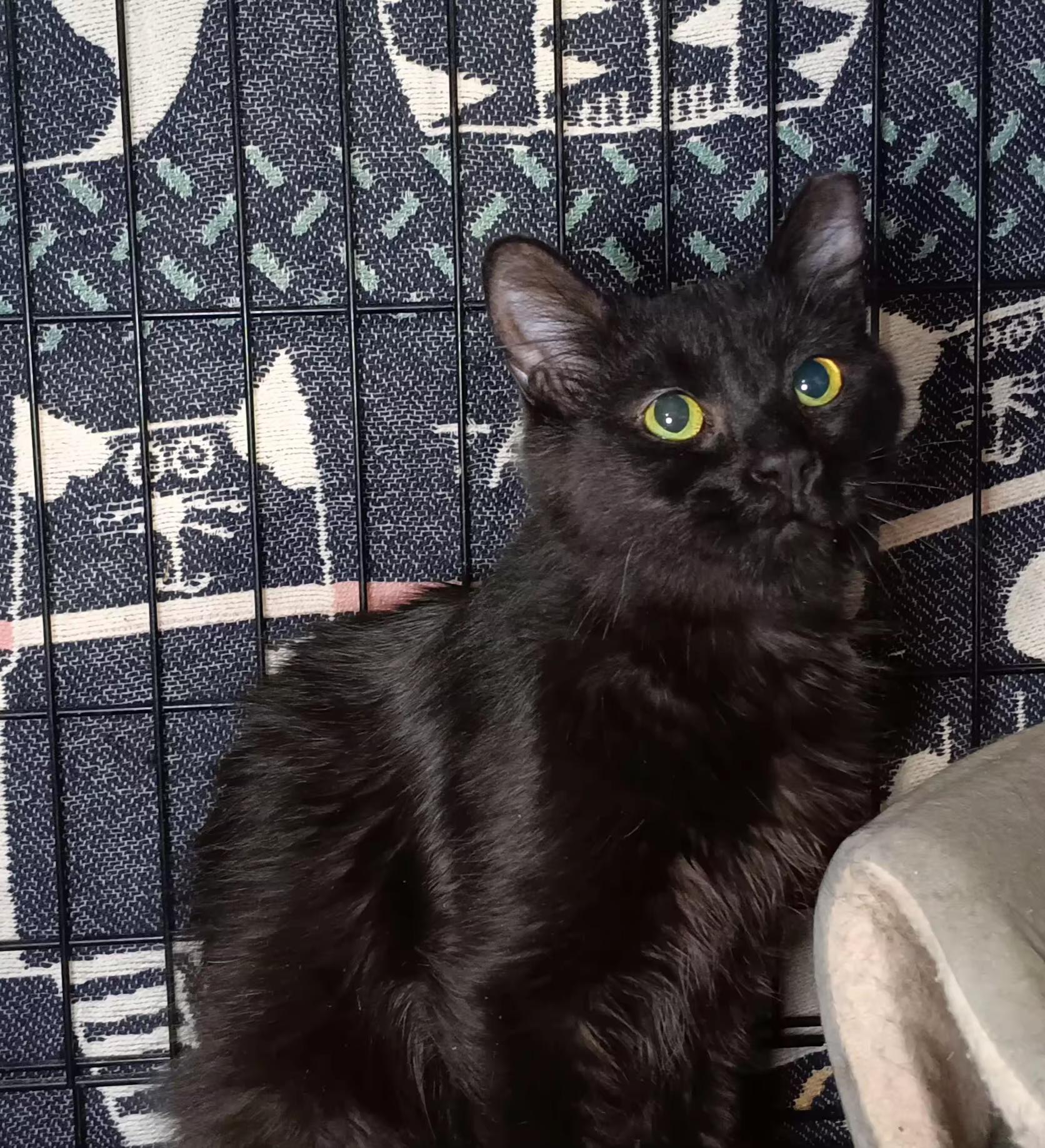 Azalea, Adoptable, Young Female Domestic Medium Hair.