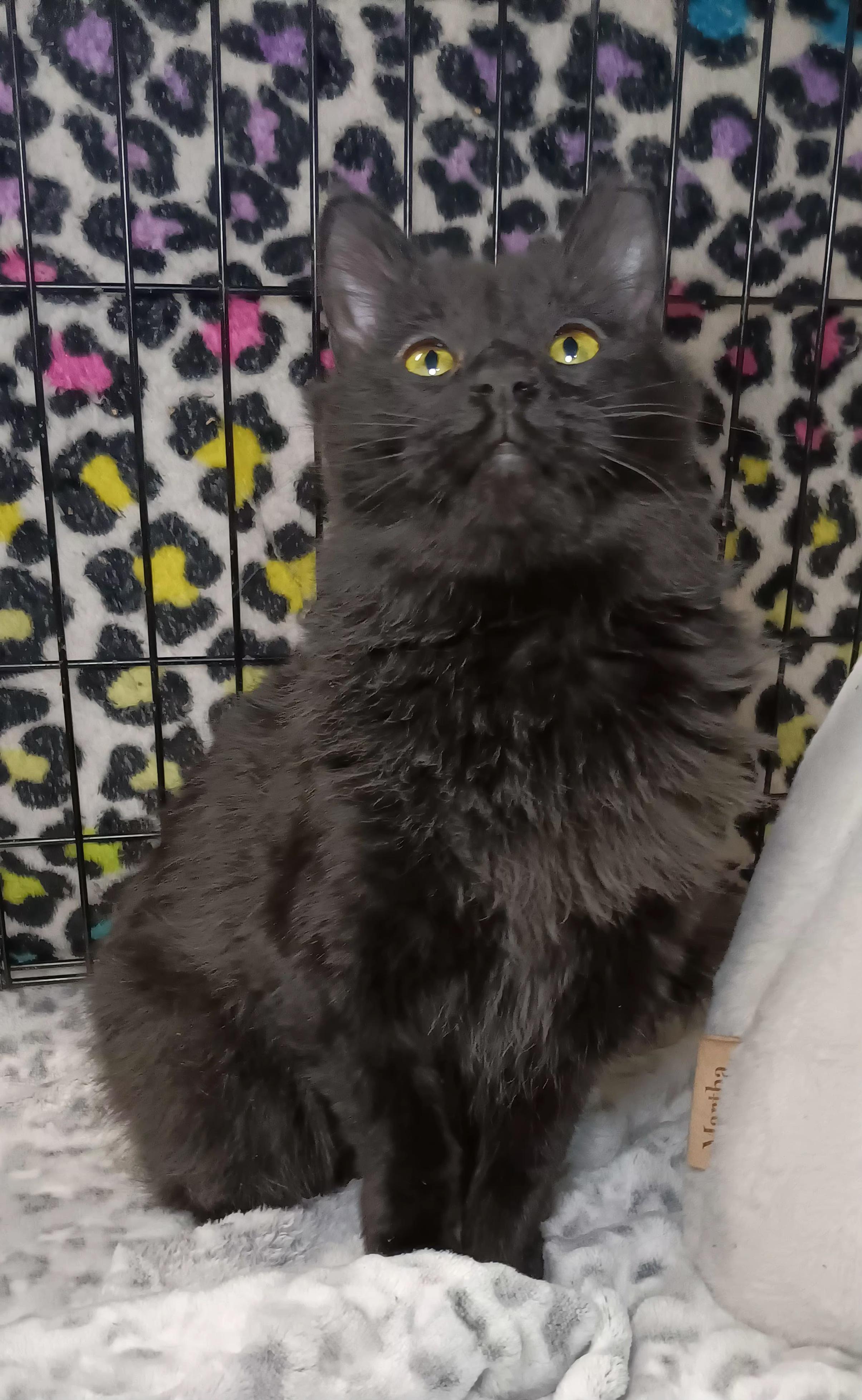 Enlarge Azalea, a Adoptable Domestic Medium Hair in Bethpage, NY image 1/5