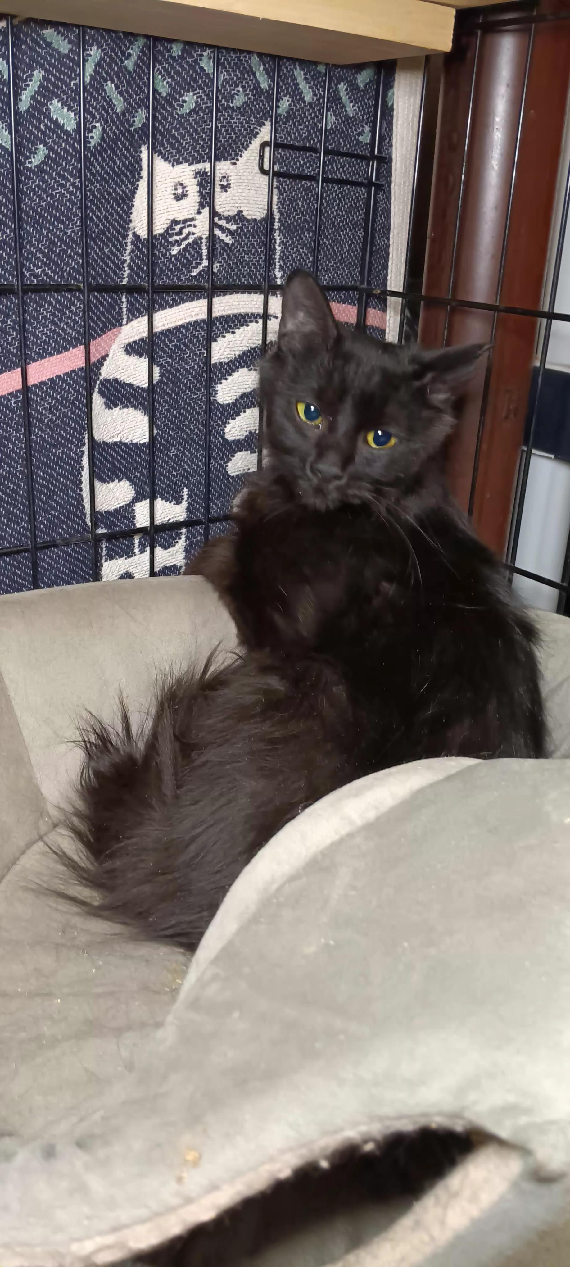 Enlarge Azalea, a Adoptable Domestic Medium Hair in Bethpage, NY image 3/3