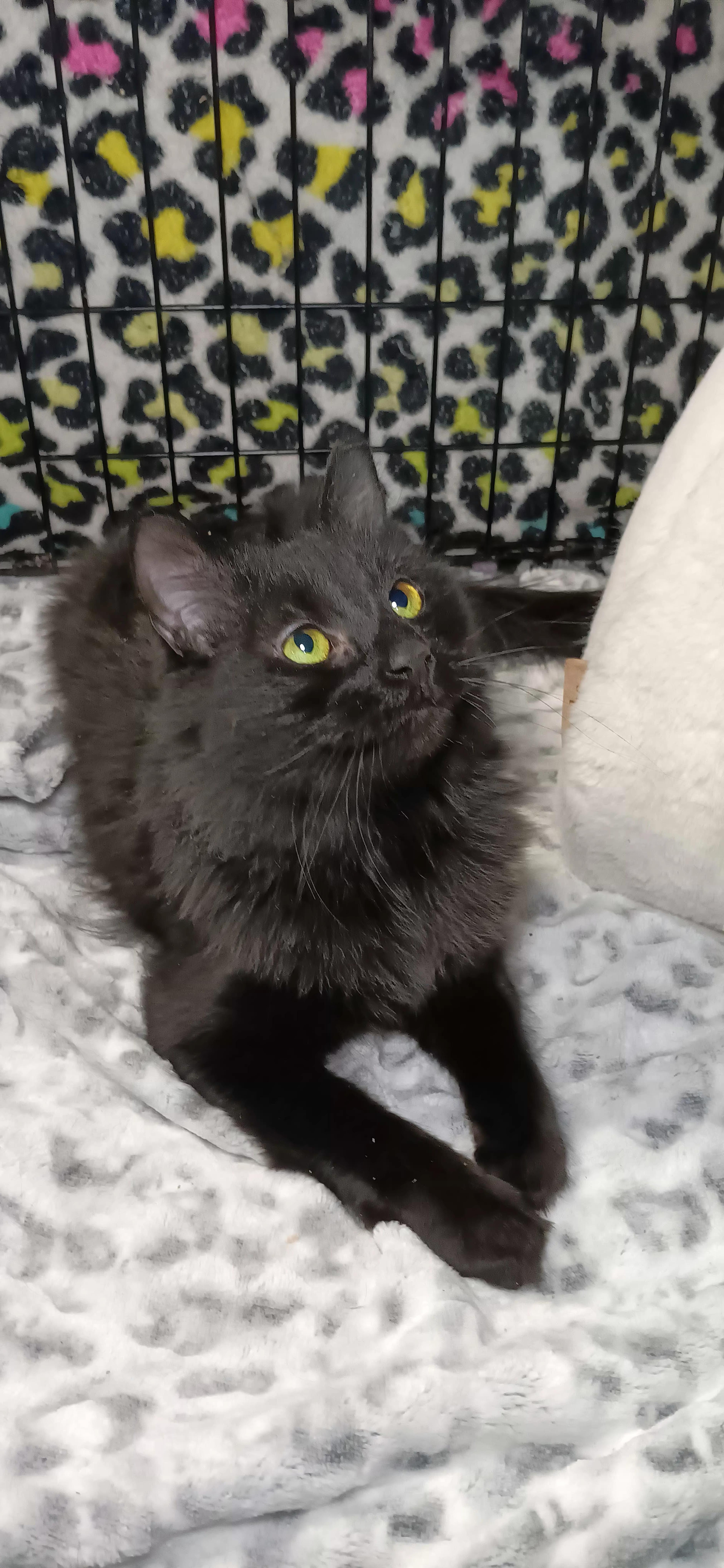 Enlarge Azalea, a Adoptable Domestic Medium Hair in Bethpage, NY image 3/5