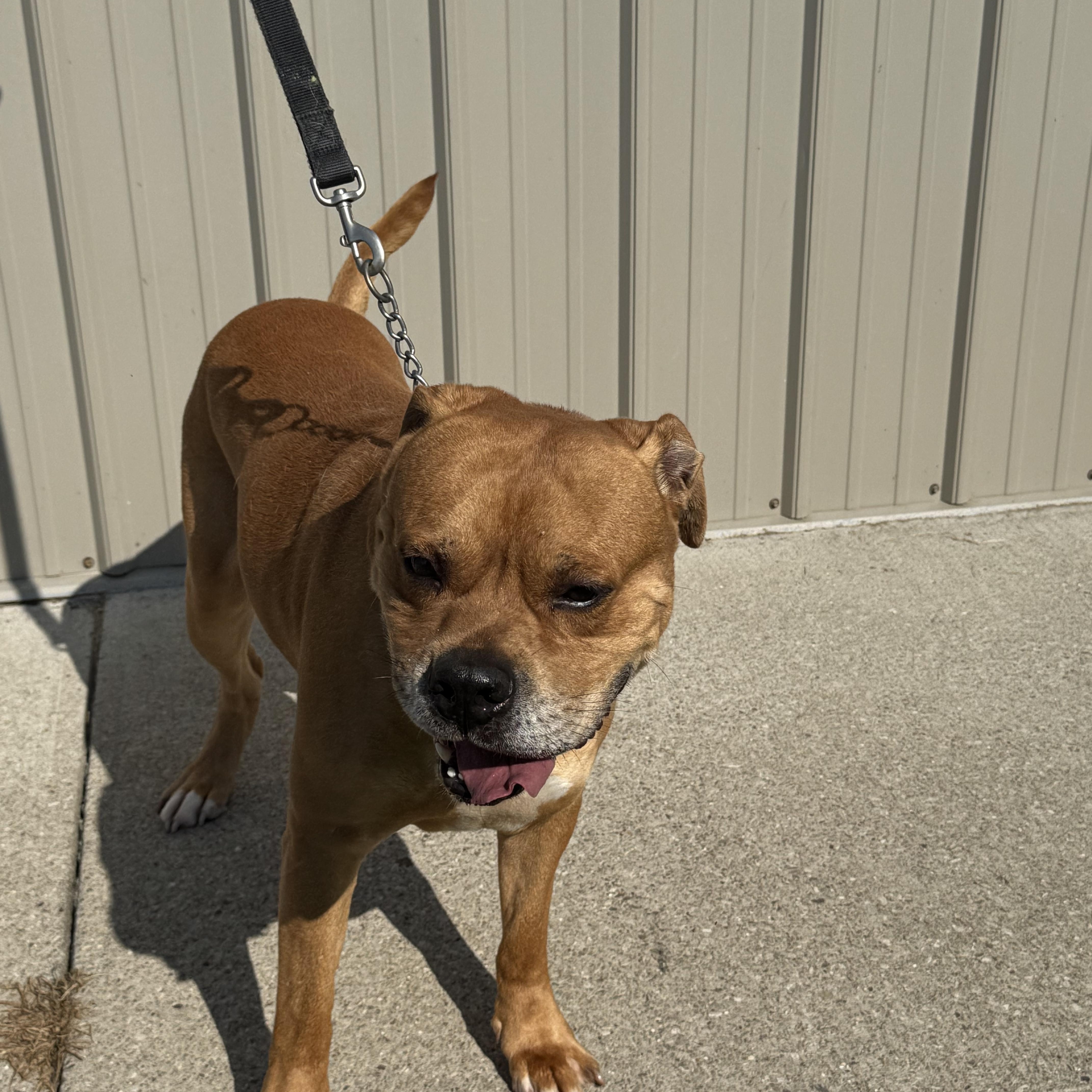 Brutus, a Adoptable mixed breed in Logan, OH image 1/3