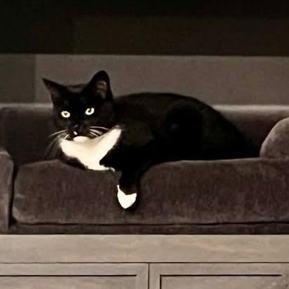 Enlarge Bahstet, a Adoptable Domestic Short Hair in Beaufort, SC image 2/3
