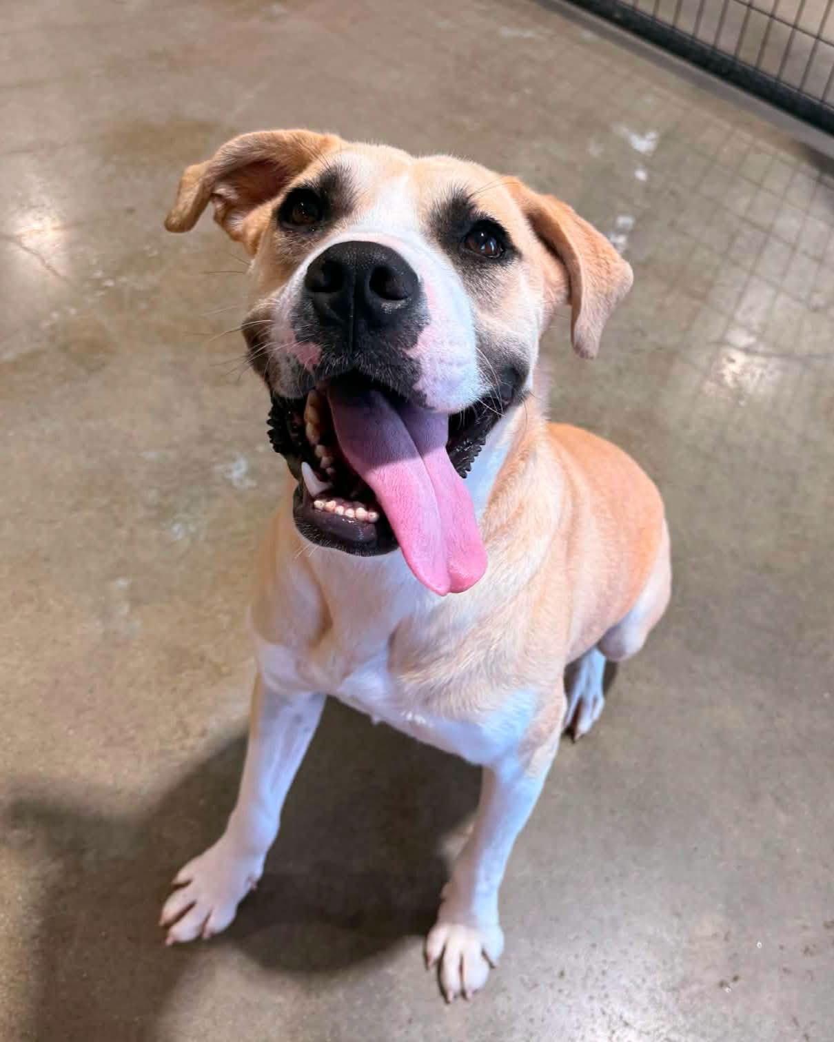 Enlarge Troubadour "Tru", a Adoptable mixed breed in Allentown, PA image 3/5