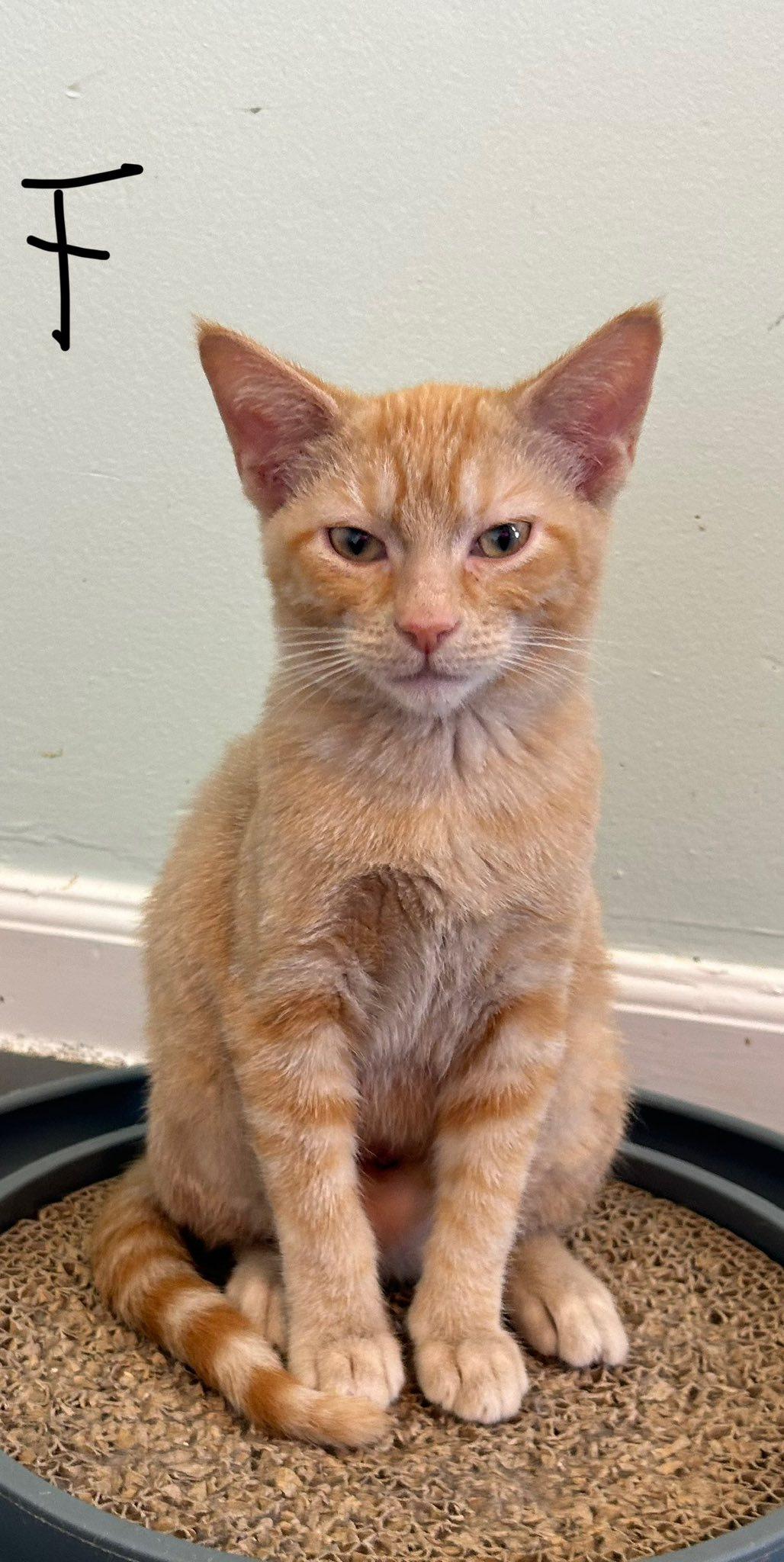 Luna, Young Female unknown