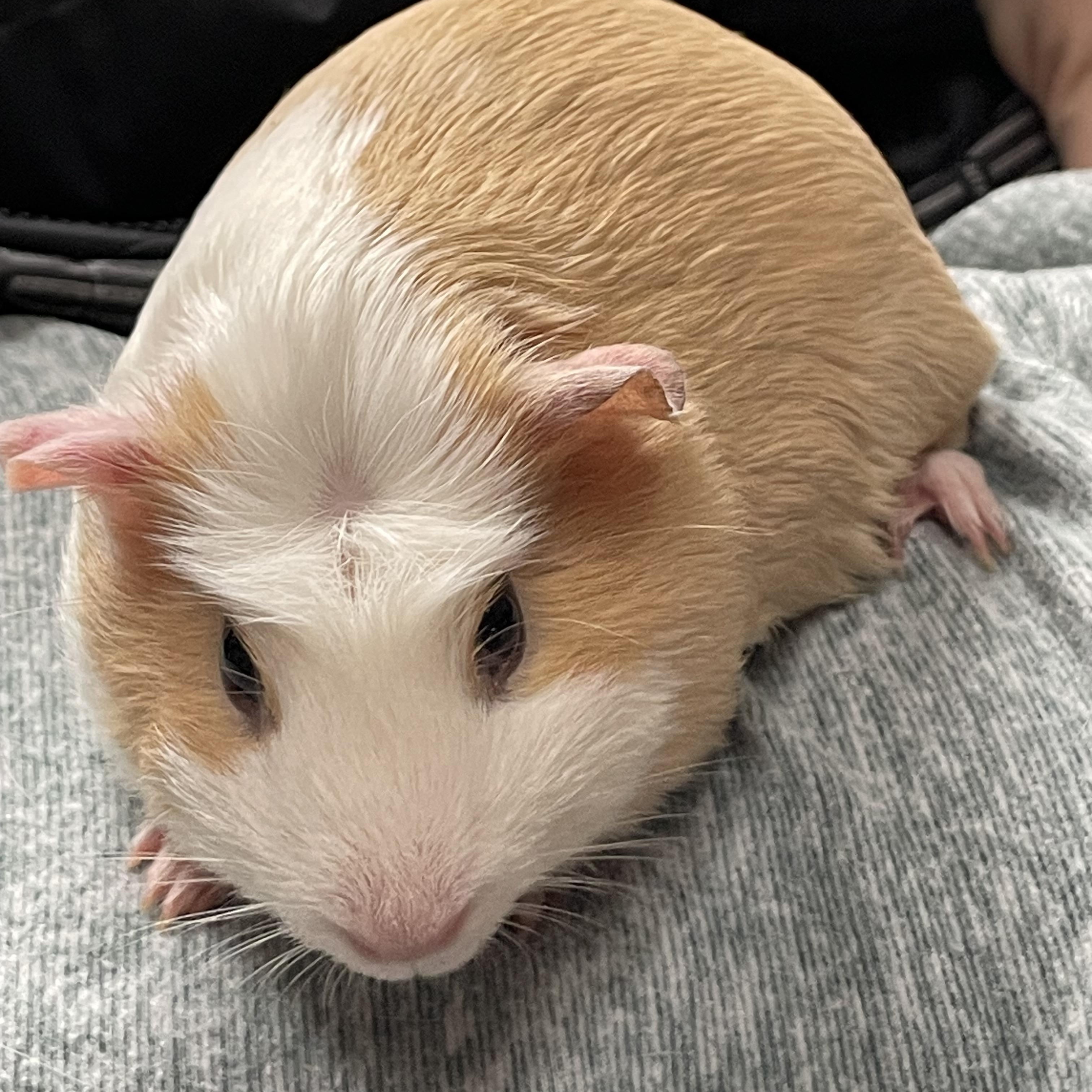 Enlarge Adeline & Emery, a Adoptable Short-Haired in Andover, CT image 1/5