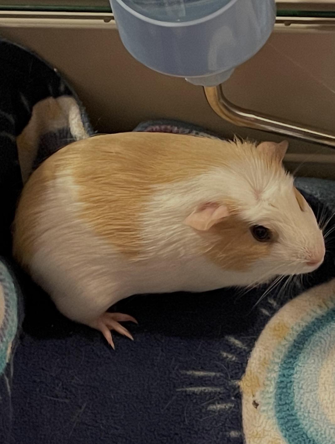 Enlarge Adeline & Emery, a Adoptable Short-Haired in Andover, CT image 4/5