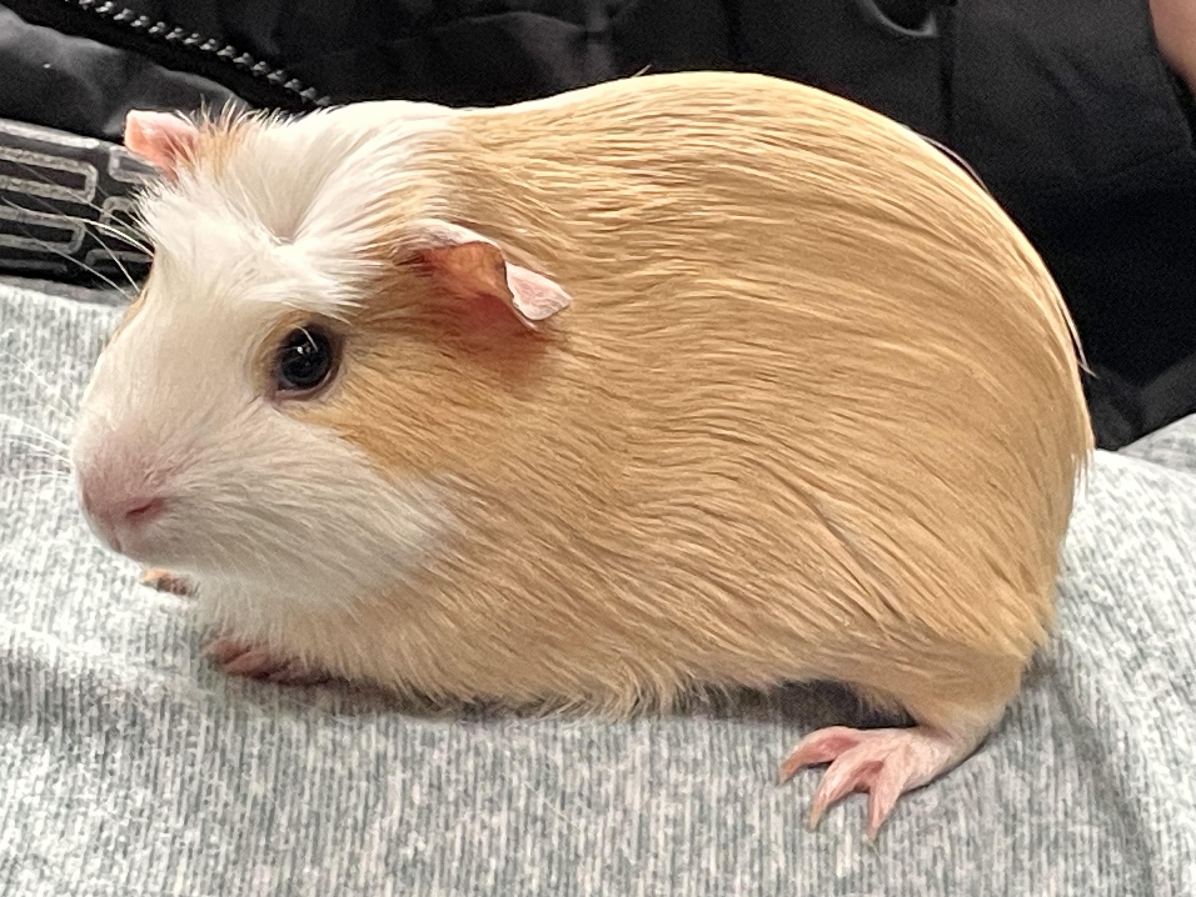 Enlarge Adeline & Emery, a Adoptable Short-Haired in Andover, CT image 5/5